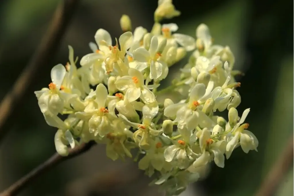 Perfume natural en casa: el secreto del Osmanthus fragrans para tus plantas de interior y exterior