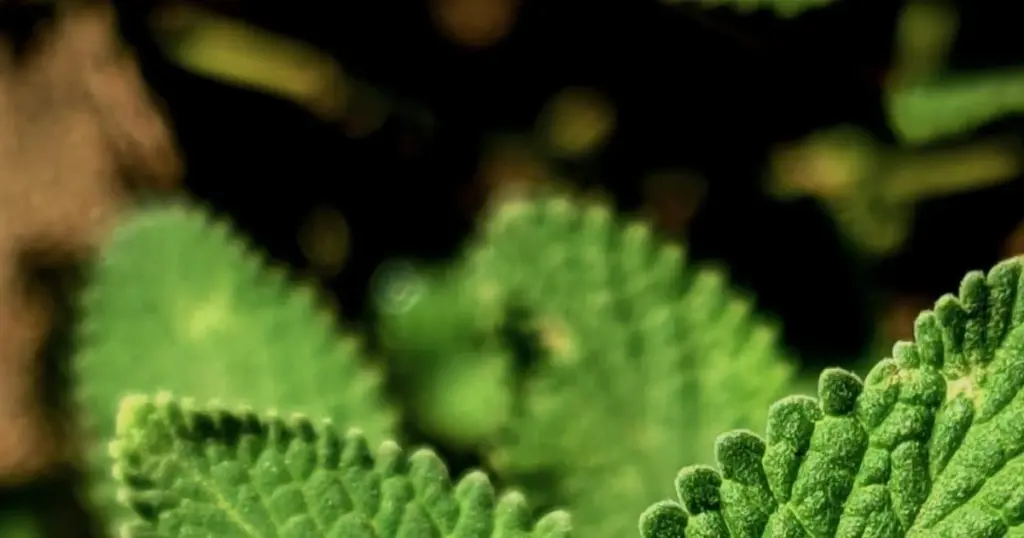 Picaduras de Mosquito: el truco de la Albahaca para blindar tu balcón