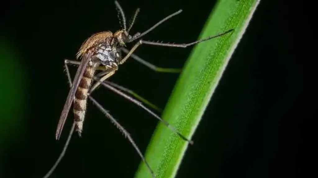 Picaduras en casa: el truco de la Hierba de limón para alejar al Mosquito
