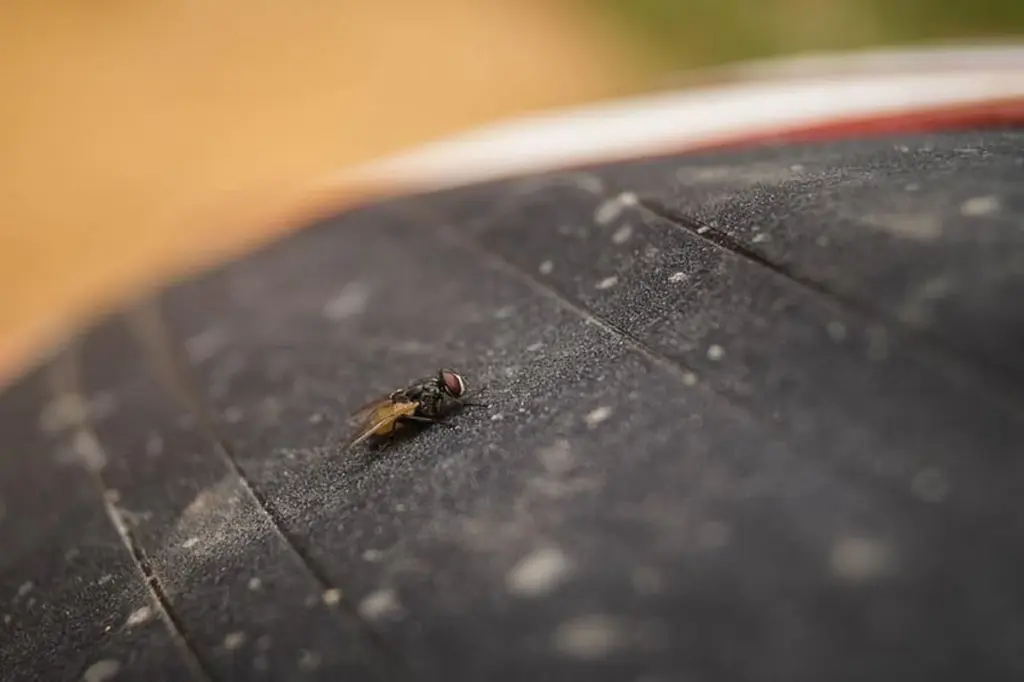 Plaga en Arganda del Rey: el truco clave para blindar tu casa hoy