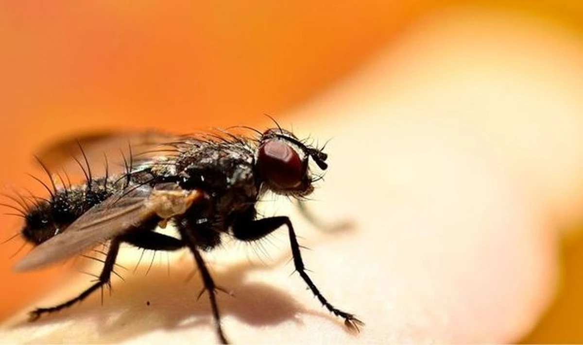 Plaga en Arganda del Rey: el truco clave para blindar tu casa hoy - image 1