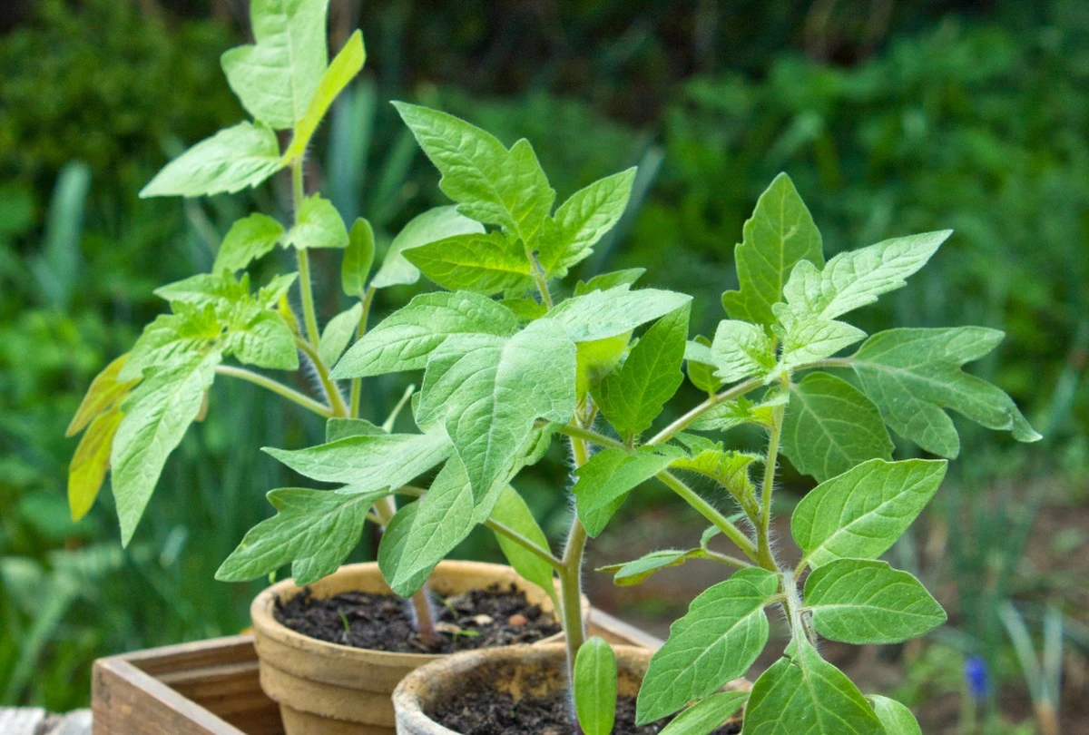 Plantación de Tomates en 2026: por qué esperar a los Santos de Hielo - image 1