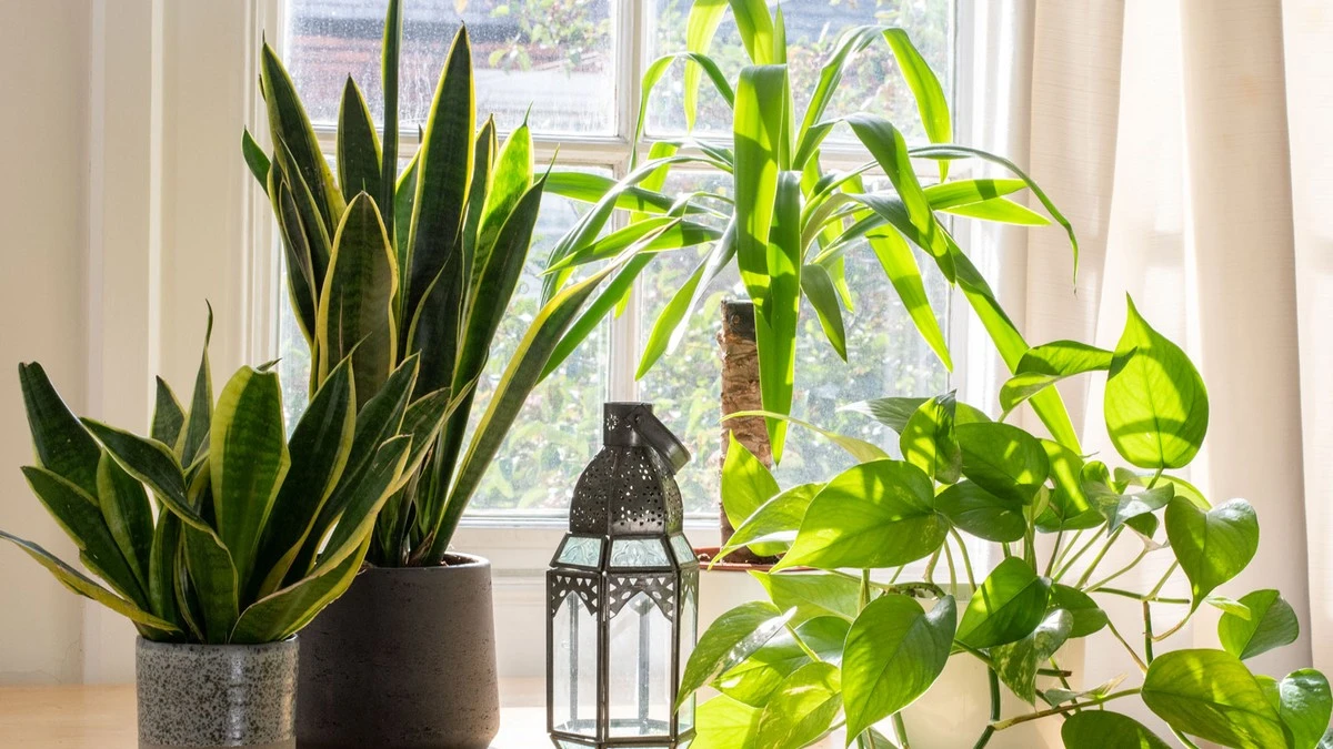 Plantas de interior radiantes: el secreto para activar su fotosíntesis en casa - image 1