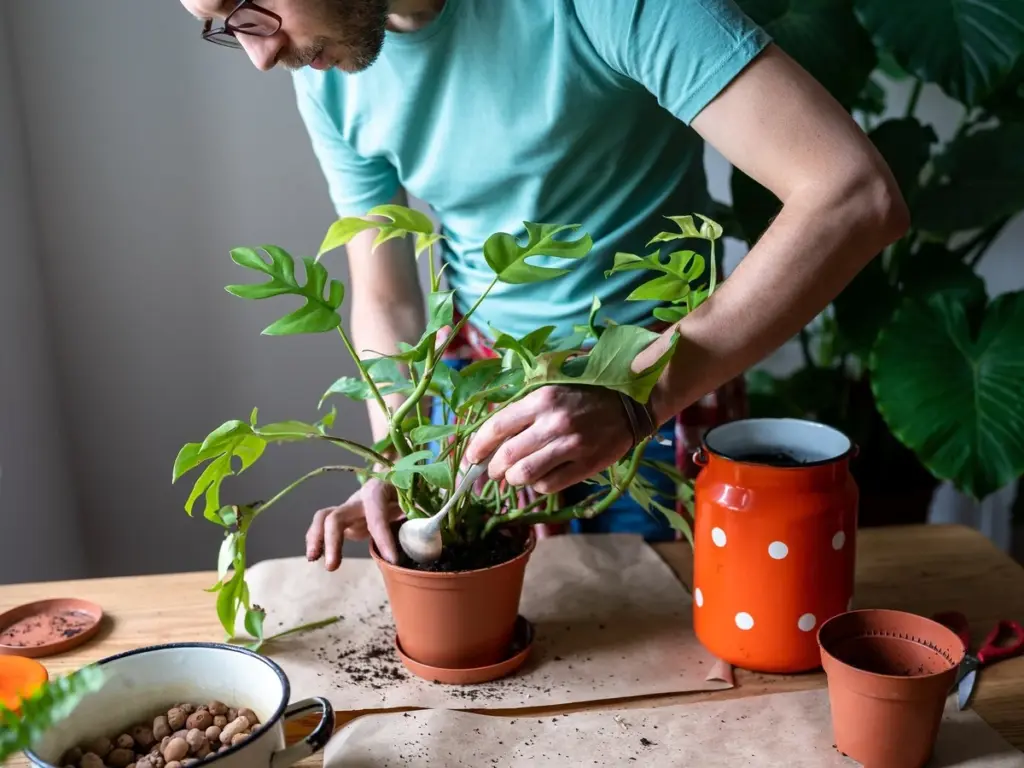 Plantas fuertes: por qué clavar una cuchara en tu maceta revoluciona la jardinería