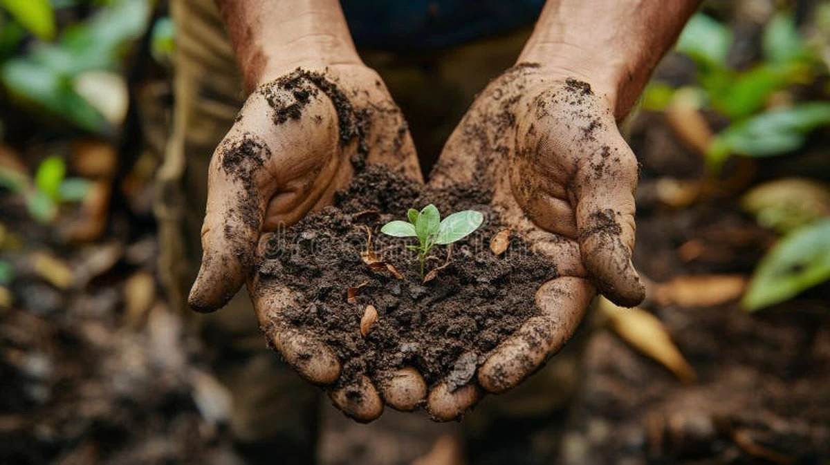 Plantas marchitas: recupera la fertilidad del suelo con este método en 7 días - image 1