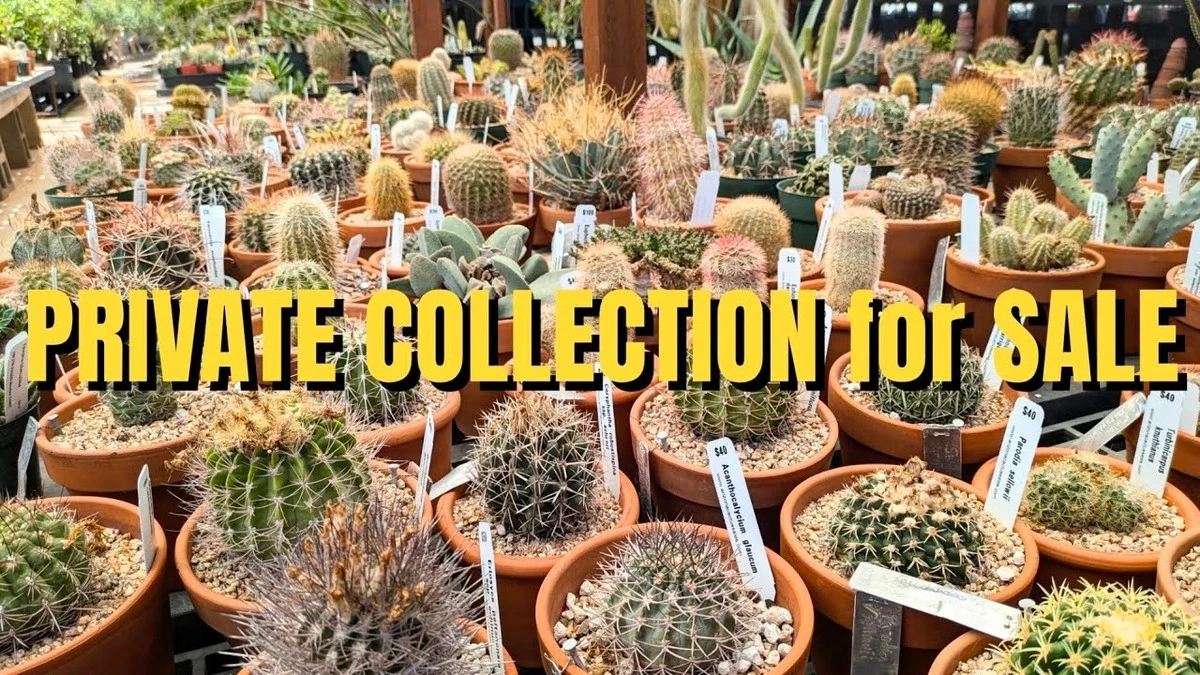 Plantas que no mueren: el secreto de Holbeach y la British Cactus and Succulent Society - image 1