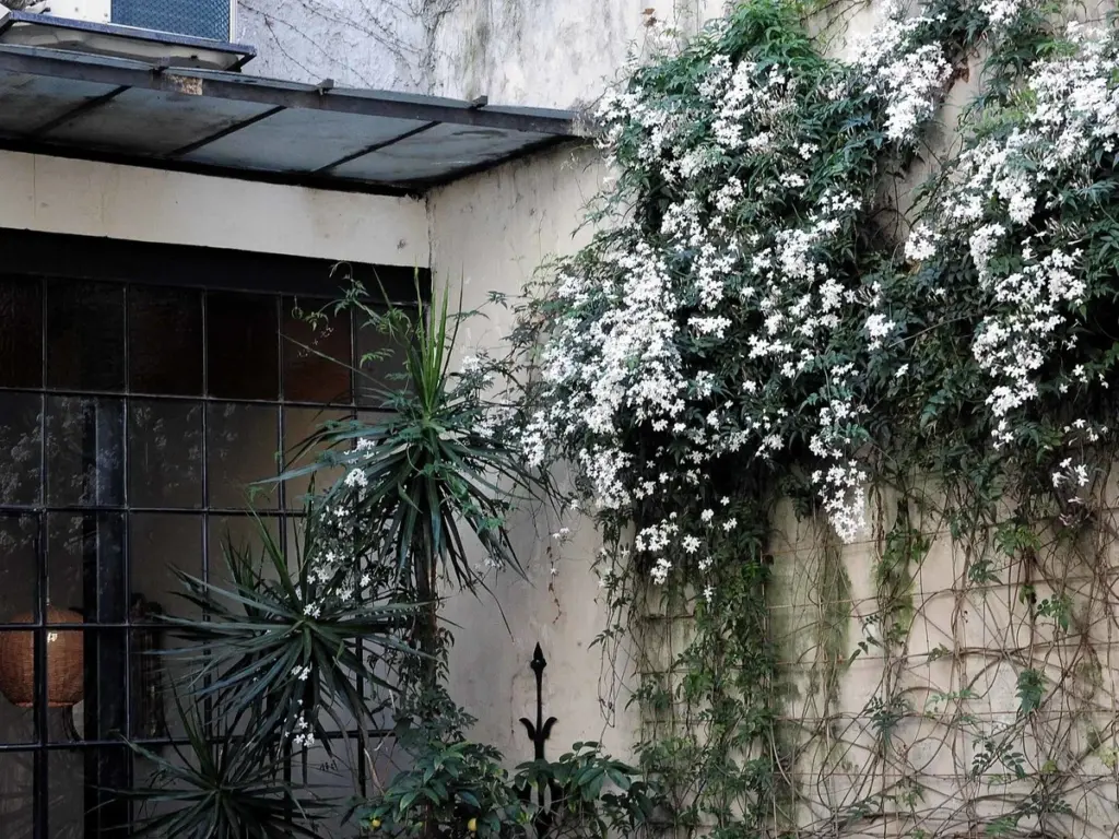 Plantas trepadoras: el truco de la Santa Rita para enfriar tu casa 5 grados