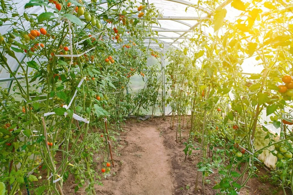 Plántulas en el invernadero: el error de abril que frena tus tomates - image 1