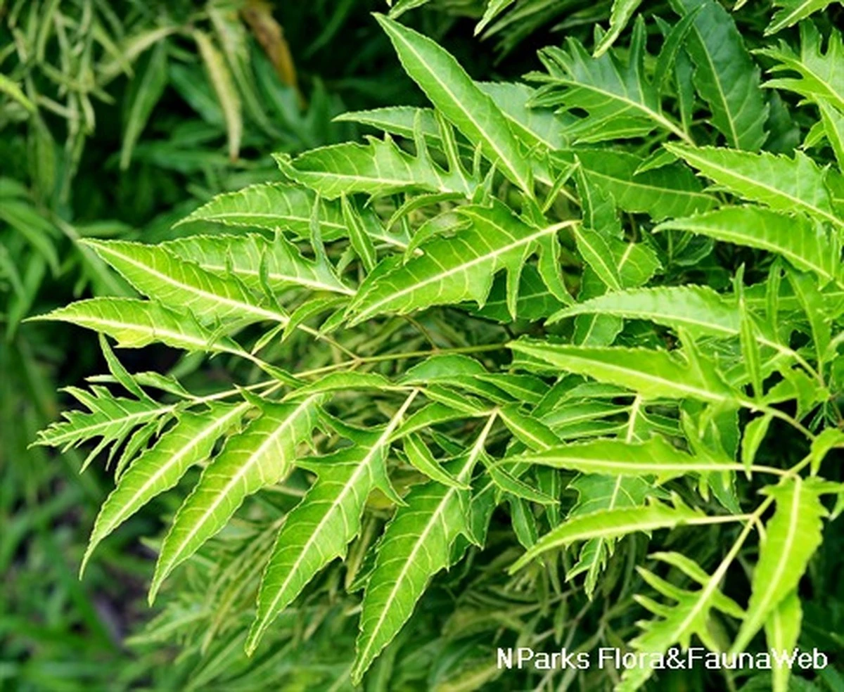 Polyscias fruticosa: el secreto de la medicina tradicional para el estrés - image 1