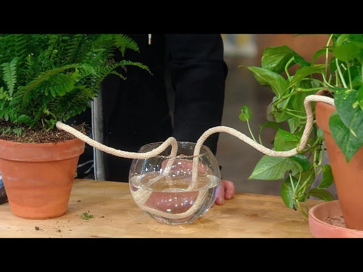 Por qué cada vez más jardineros meten una simple cuchara en la maceta - image 1