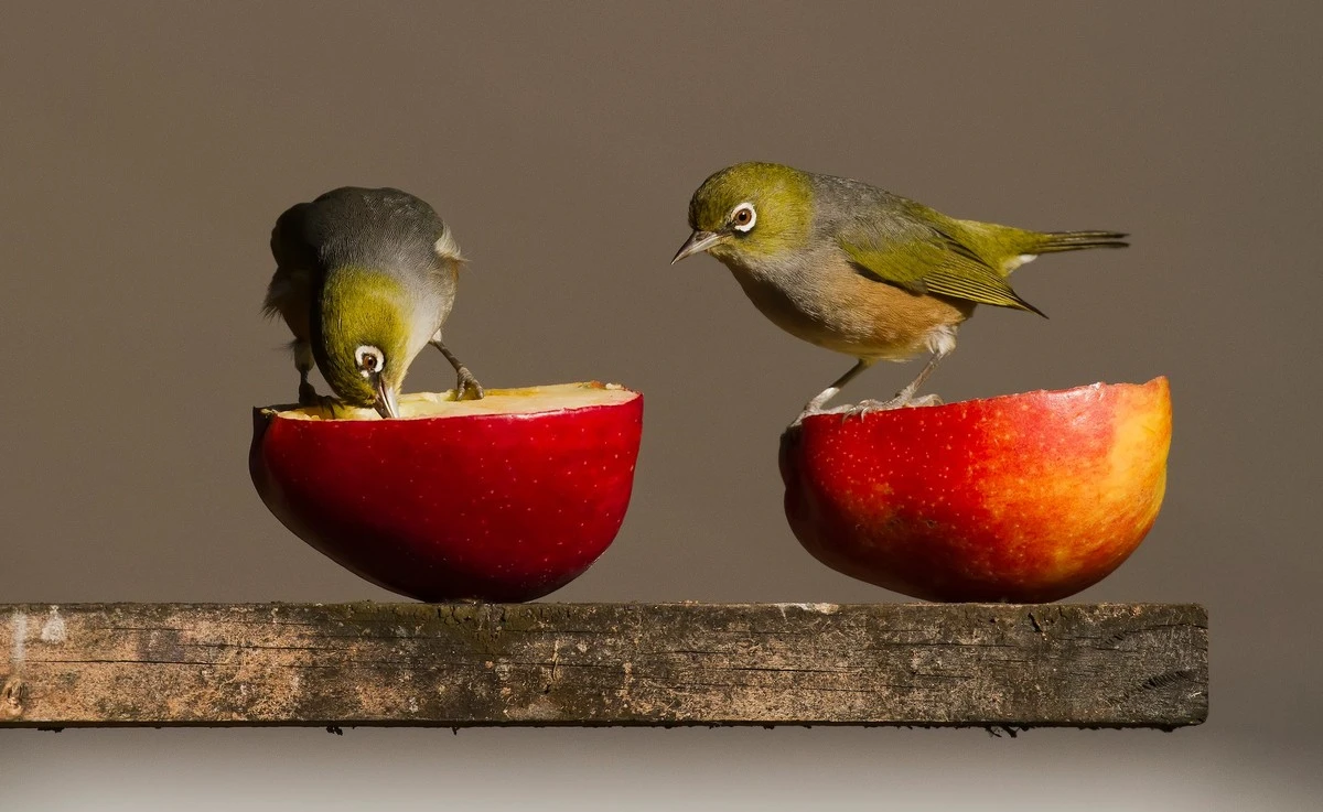 Por qué cortar frutas por la mitad es el secreto para que las aves de tu jardín nunca se vayan - image 1