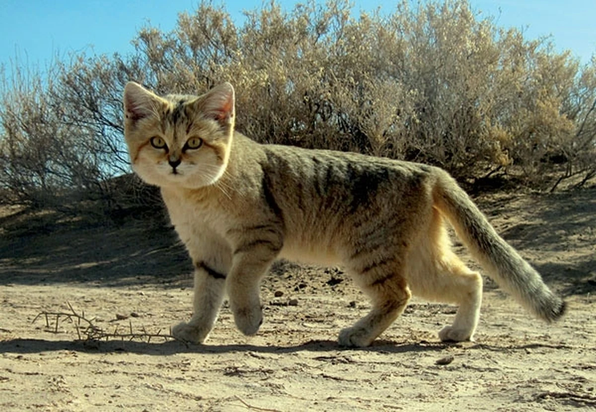 Por qué este gato del desierto ladra como un perro: conoce al Felis margarita - image 1