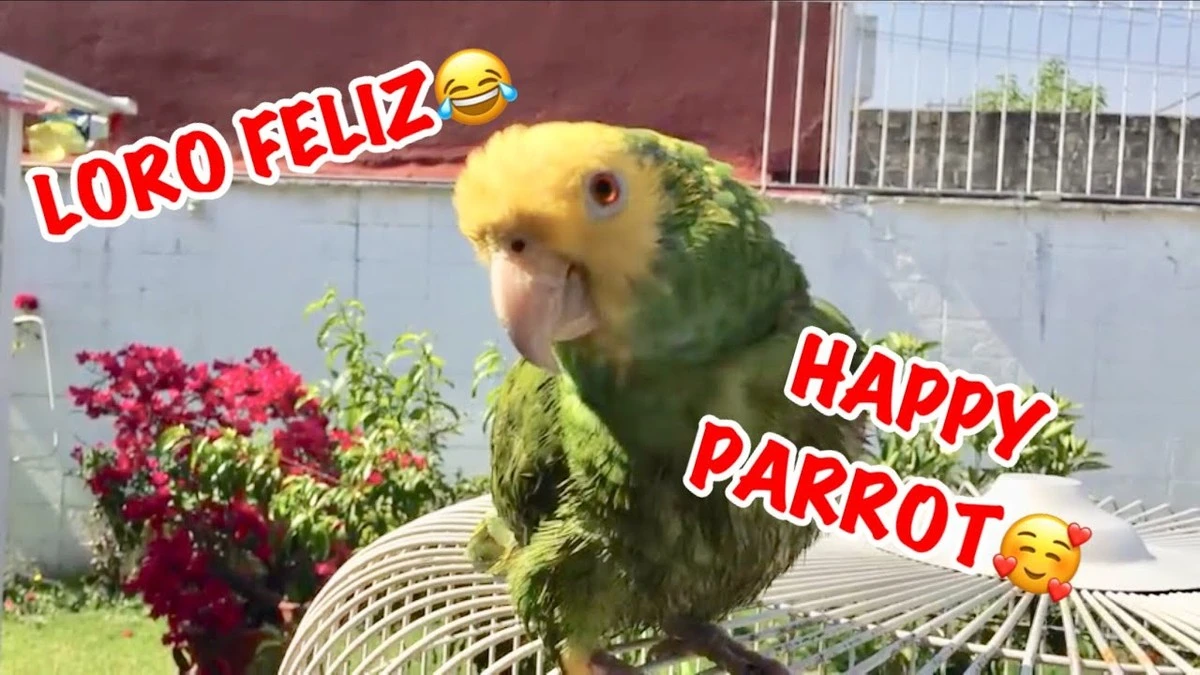 Por qué los loros cantan en tu casa durante el día: una señal sorprendentemente buena - image 1