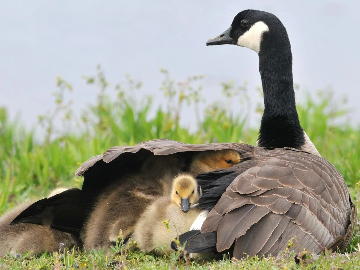 Por qué los pájaros padres sacrifican años de vida por sus crías - image 1