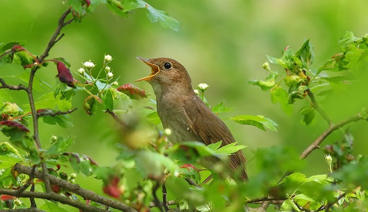 Por qué oír pájaros en tu jardín es una señal secreta de buena salud - image 1