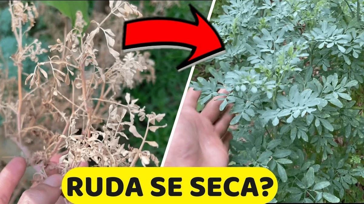 ¿Por qué se seca tu planta de ruda en el jardín? La insólita respuesta te sorprenderá - image 1