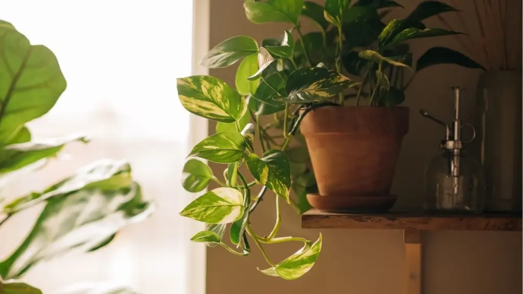 Pothos espectacular en Abril: los 5 ajustes para hojas densas y brillantes