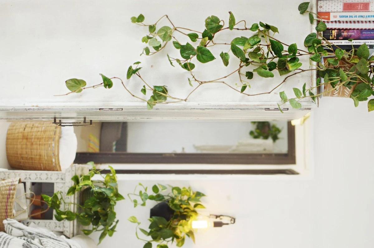 Pothos espectacular en Abril: los 5 ajustes para hojas densas y brillantes - image 1