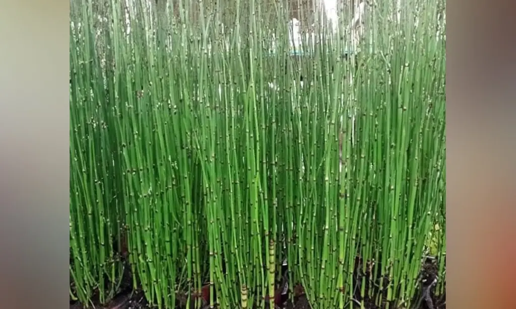 Privacidad sin gastar agua: el truco del Bambú de agua (Equisetum hyemale)