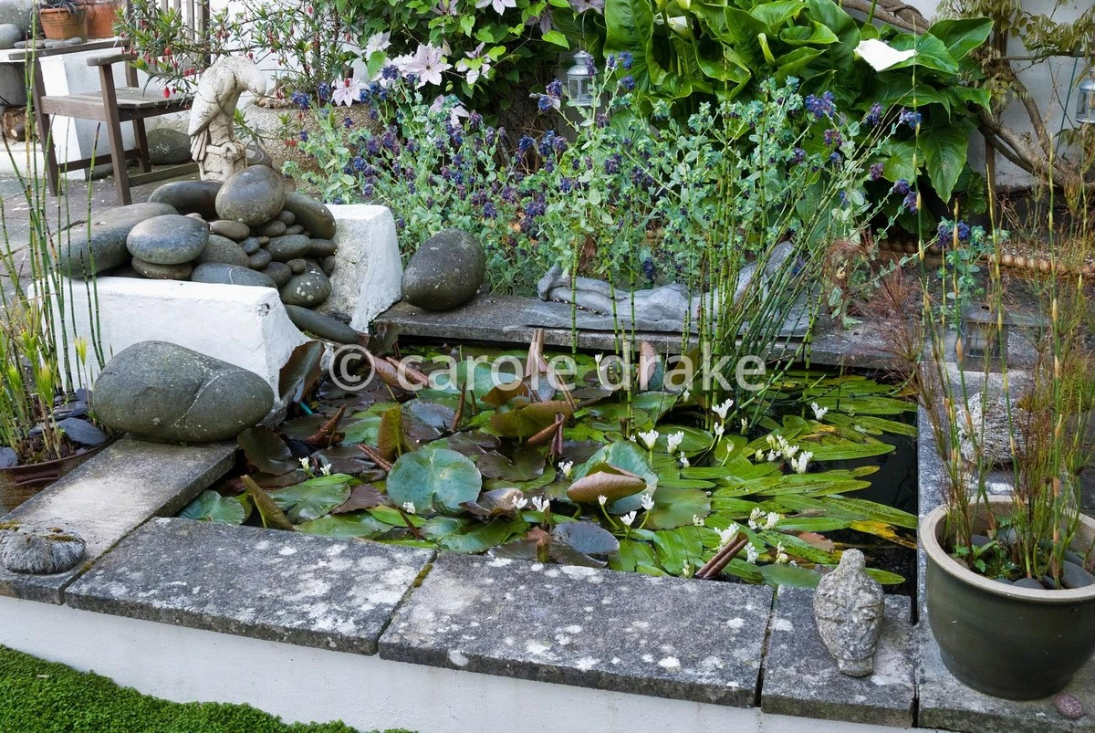 Privacidad sin gastar agua: el truco del Bambú de agua (Equisetum hyemale) - image 1