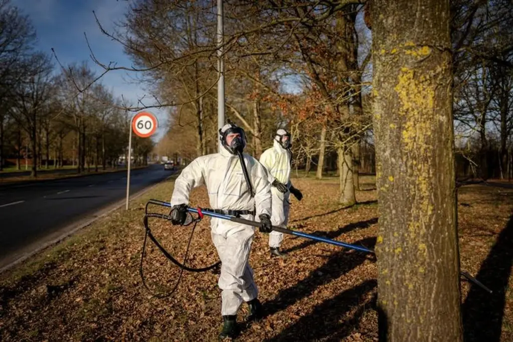 Procesionaria de la encina: el aviso del Ayuntamiento de Copenhague para España