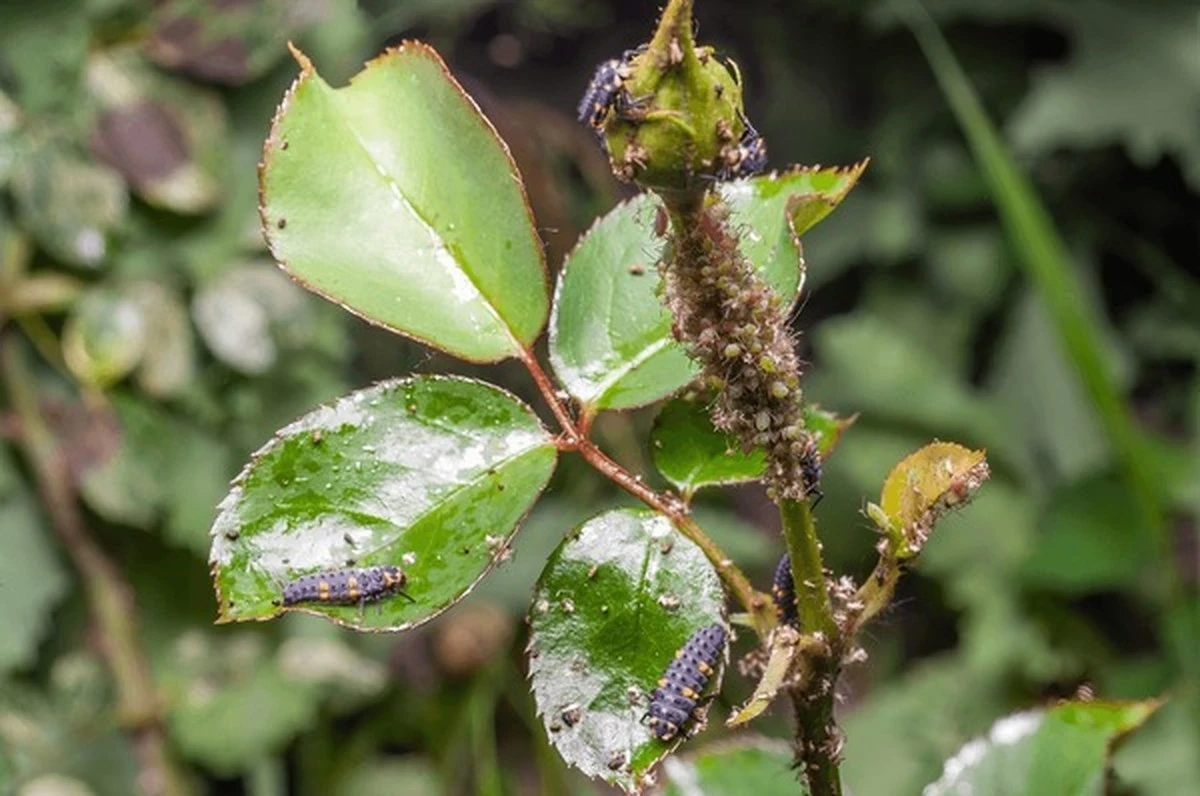 Pulgón (Aphididae) en tus plantas: el insecticida casero que los elimina en horas - image 1