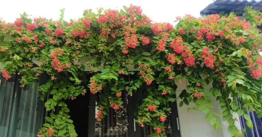 Quisqualis indica: la planta trepadora que refresca tu casa 5°C sin usar electricidad