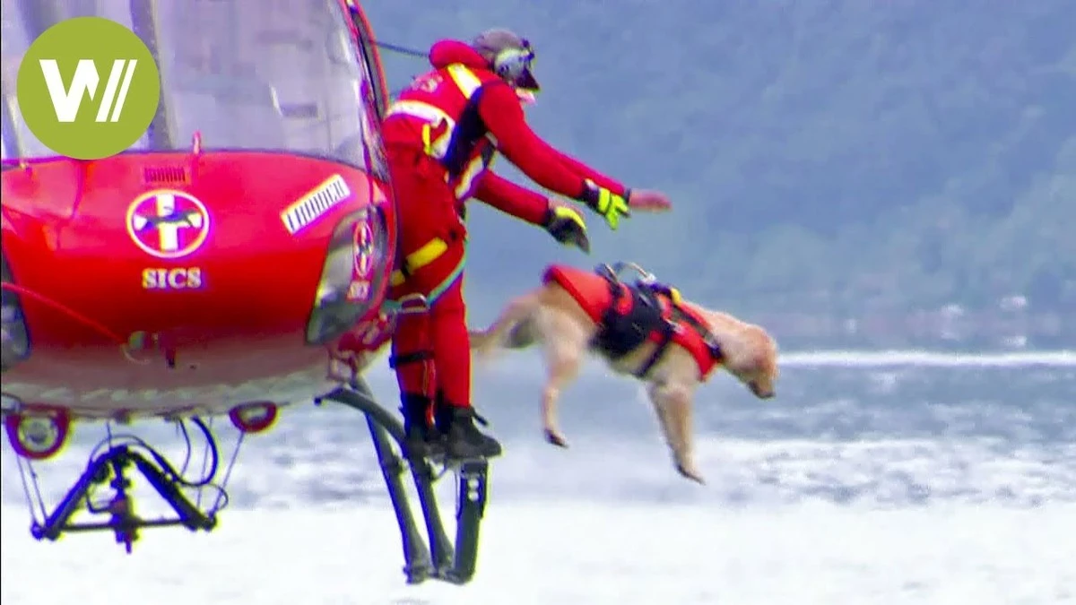 Rescate aéreo: cómo salvaron a perra Molly tras caer a una cascada - image 1