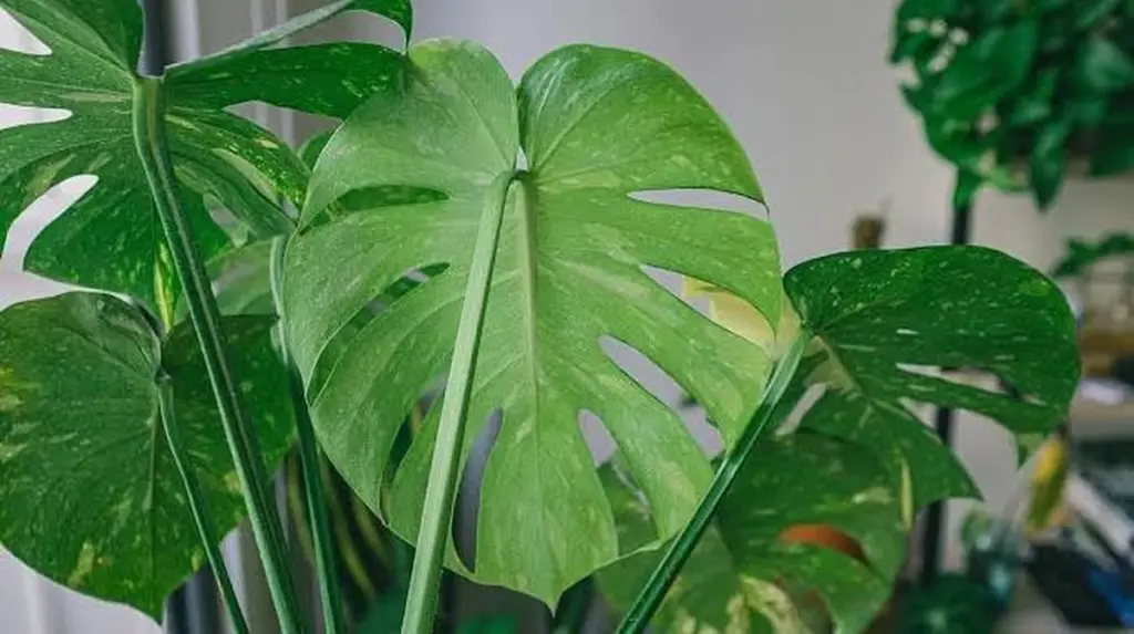 Rincones vacíos: 9 plantas de hojas grandes para tu decoración de interiores