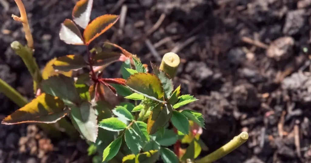 Rosas espectaculares en 2026: el uso correcto de fertilizantes orgánicos