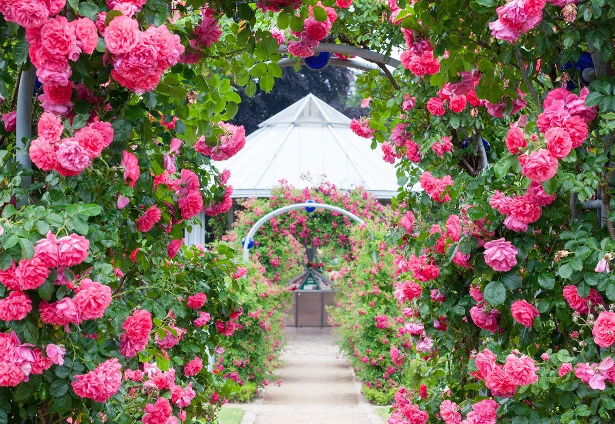 Rosas espectaculares en 2026: el uso correcto de fertilizantes orgánicos - image 1