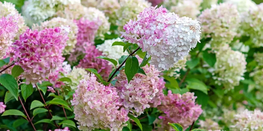 Rosas y Lavanda: el secreto de abril para que sobrevivan al calor