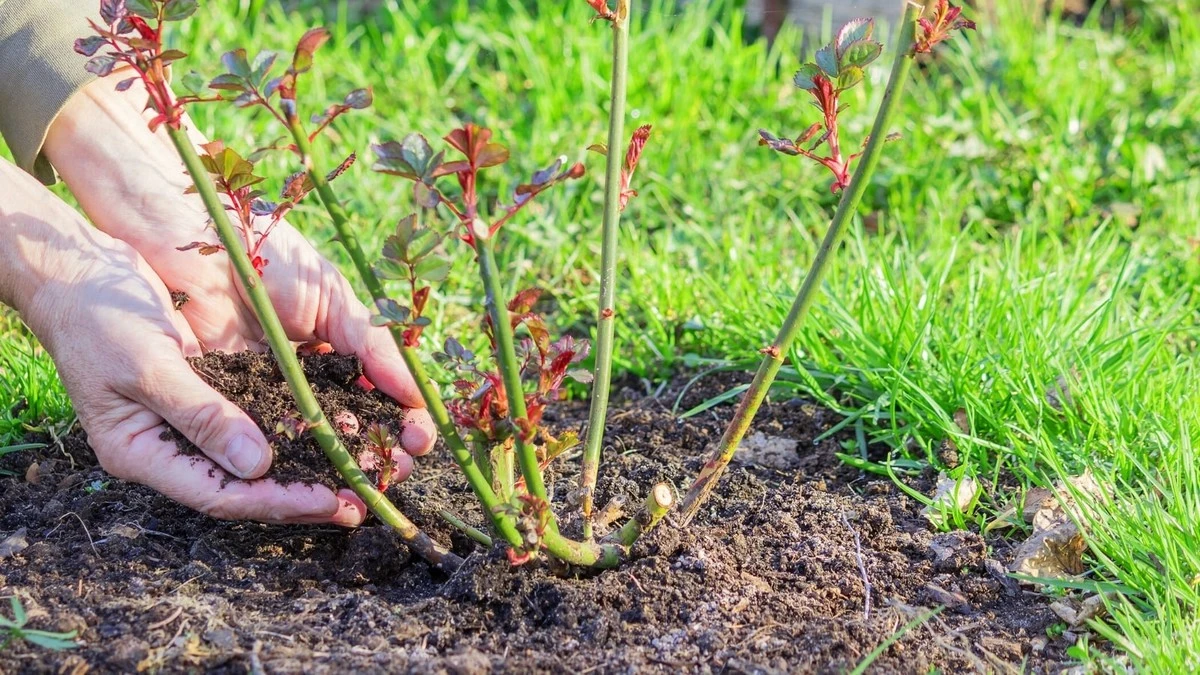 Rosas y Lavanda: el secreto de abril para que sobrevivan al calor - image 1