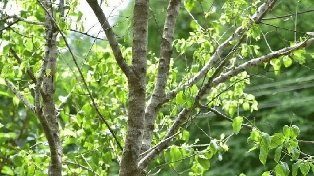 Sándalo (Santalum album) en Kerala: la nueva ley para ganar 3.000€ por árbol