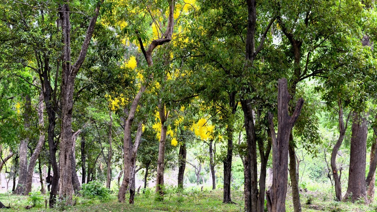 Sándalo (Santalum album) en Kerala: la nueva ley para ganar 3.000€ por árbol - image 1