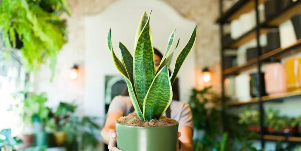 Sansevieria en casa: el lugar exacto según el Feng Shui para atraer fortuna