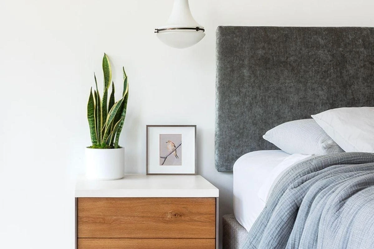 Sansevieria en casa: el lugar exacto según el Feng Shui para atraer fortuna - image 1