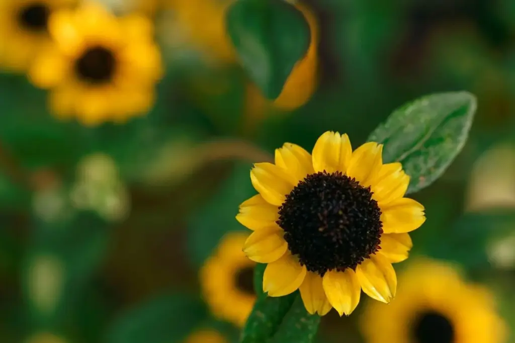 Sanvitalia procumbens de México: el secreto para un balcón amarillo a 40 grados