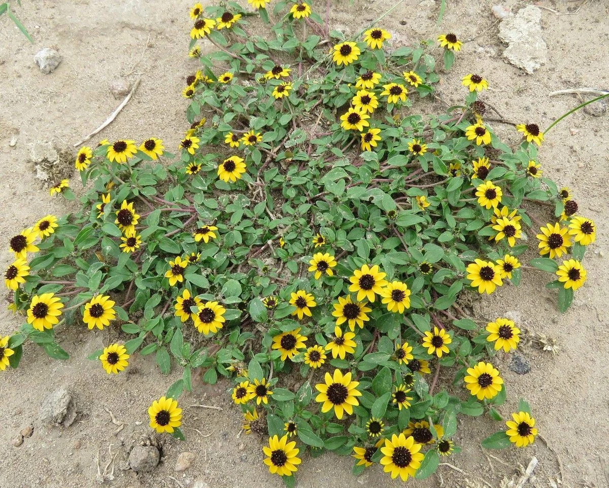 Sanvitalia procumbens de México: el secreto para un balcón amarillo a 40 grados - image 1