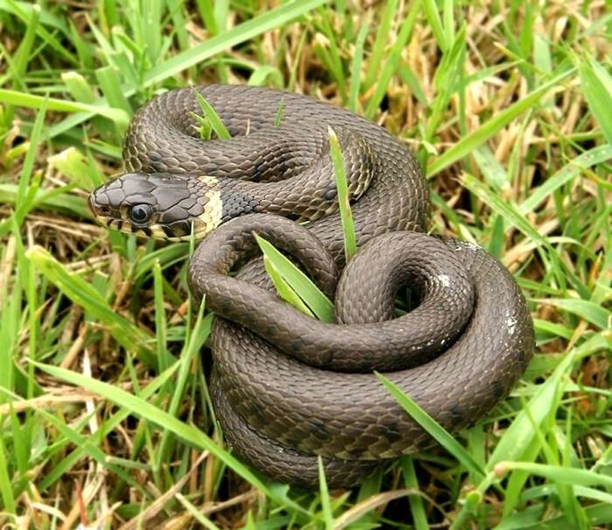 Serpiente en casa: el truco de 3 plantas para proteger tu hogar este verano - image 1