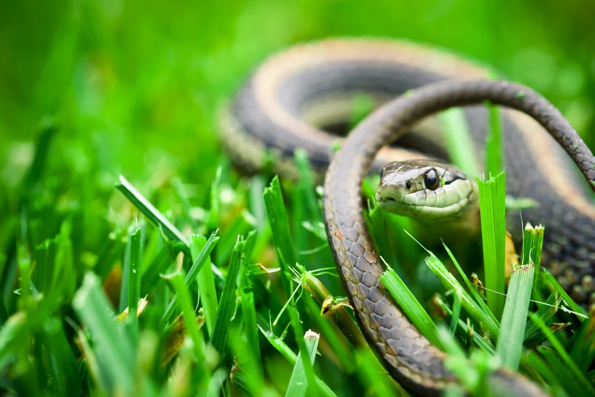 Serpiente en casa: el truco de la torta de coco para alejarlas este verano - image 1