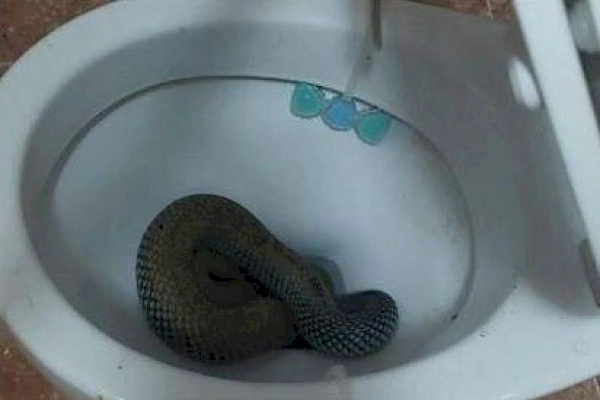 Serpiente en casa: la señal oculta en tu jardín para evitar intrusos - image 1
