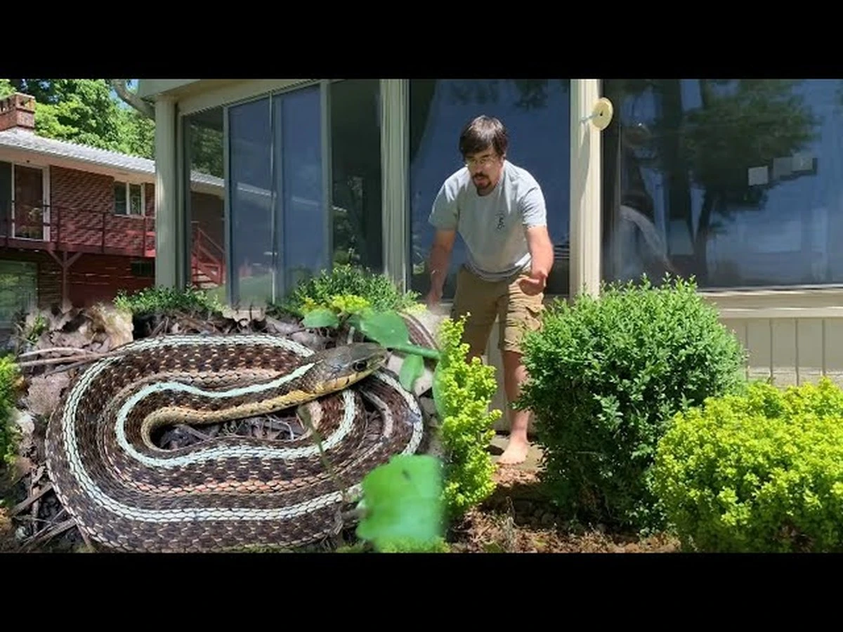 Serpientes en casa: el truco de 3 plantas para proteger tu hogar - image 1