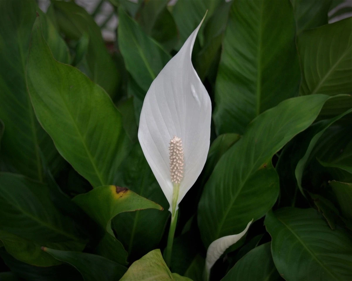 Su lirio de la paz nunca florece? Este residuo de cocina lo cubre de flores una y otra vez. - image 1