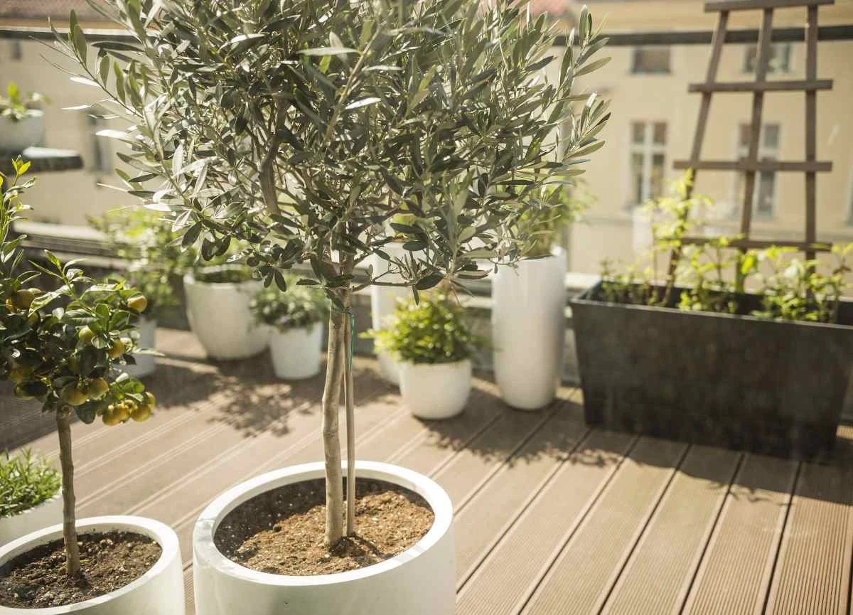 Terrazas que no mueren: el truco para cuidar tu Olivo y Acer japonés - image 1