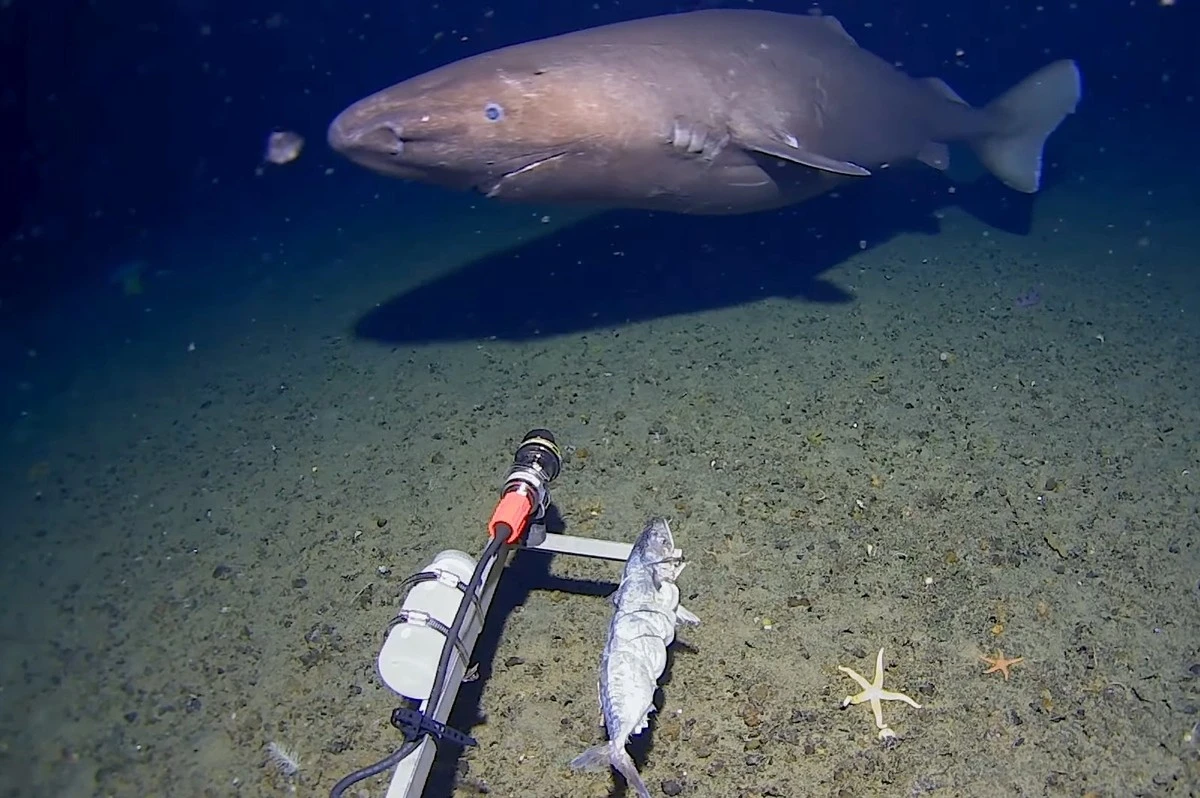 Tiburones en la Antártida: la señal que perturba el futuro de los ingredientes de lujo - image 1