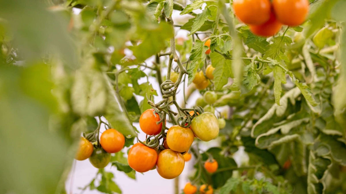 Tomate increíble: el truco del azúcar para una cosecha de cine - image 1