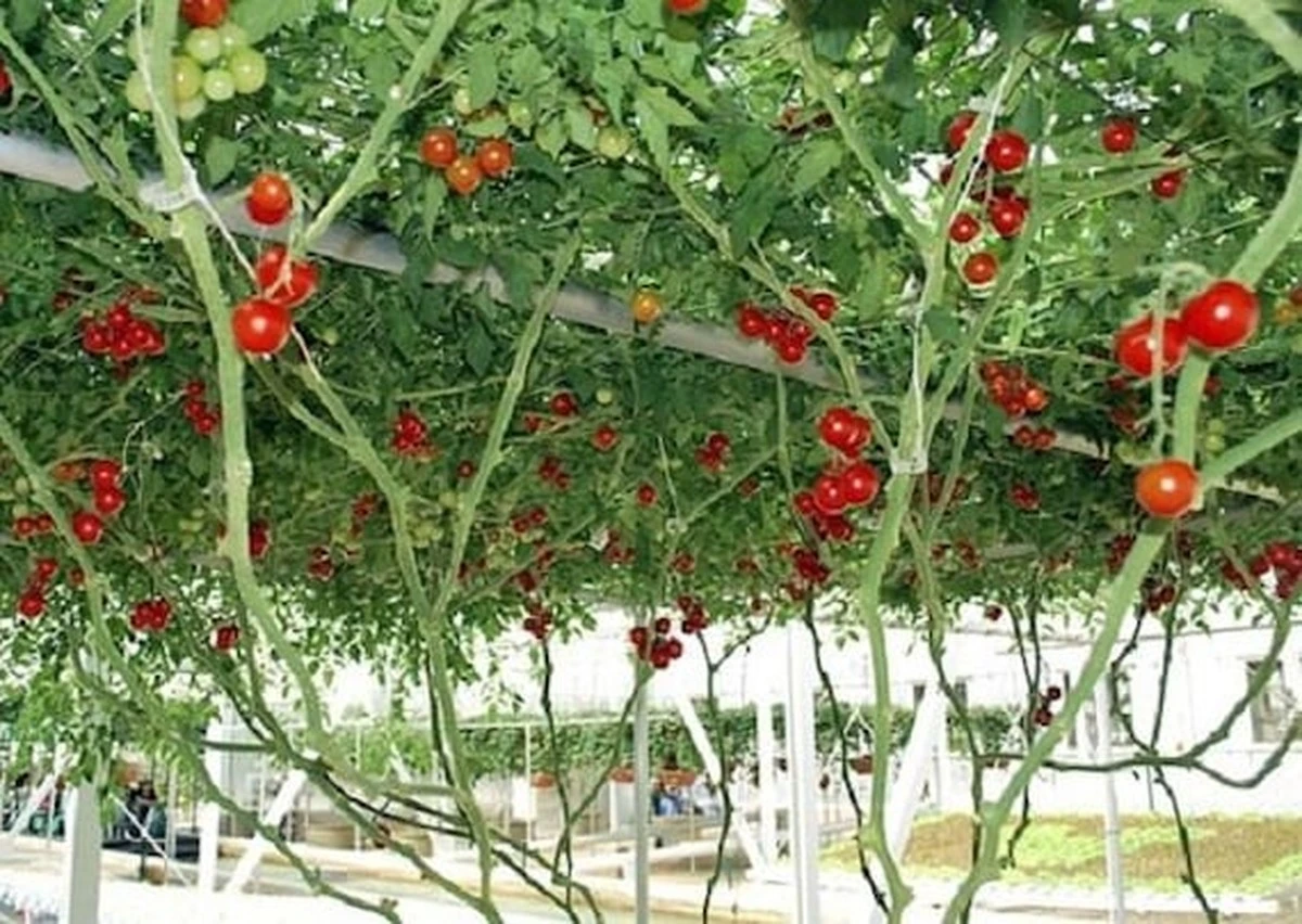 Tomates gigantes: el secreto de Roger e ICI Pays de Savoie/Le conseil jardin - image 1