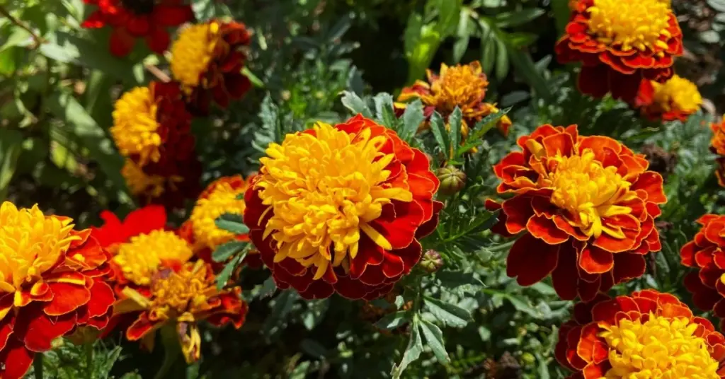 Tomates marchitos: por qué el Tagetes es el protector de jardín que necesitas