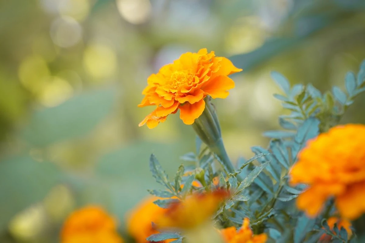 Tomates marchitos: por qué el Tagetes es el protector de jardín que necesitas - image 1